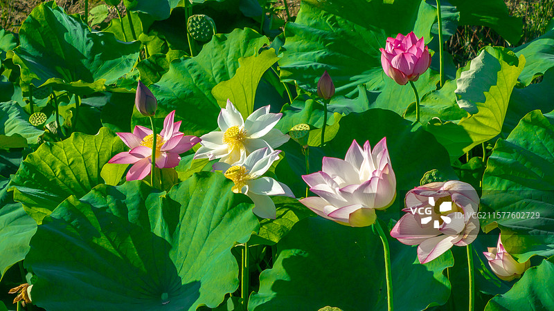 荷花生态种植图片素材