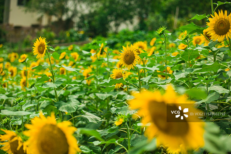 乡村种植花卉公园向日葵太阳花向阳花大片花海花卉乡村田野风光观赏盛开花卉图片素材