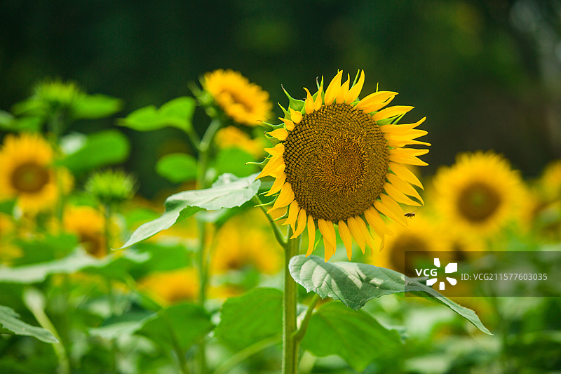乡村种植花卉公园向日葵太阳花向阳花大片花海花卉乡村田野风光观赏盛开花卉图片素材