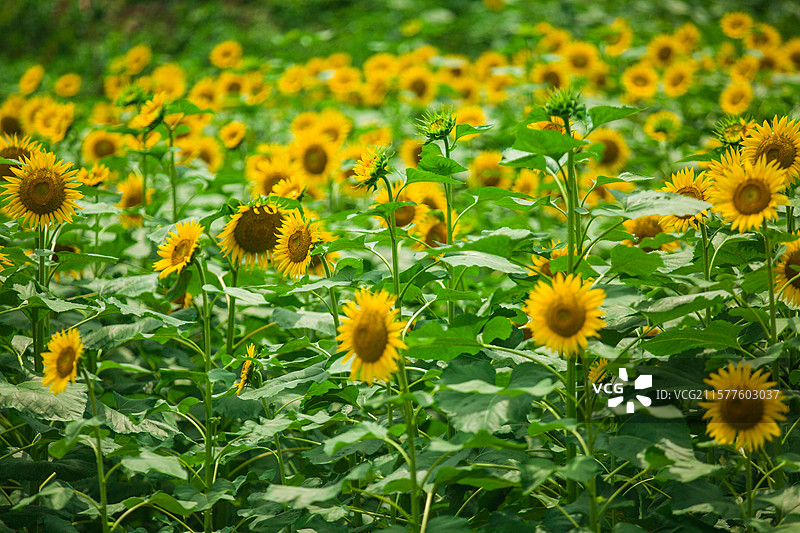乡村种植花卉公园向日葵太阳花向阳花大片花海花卉乡村田野风光观赏盛开花卉图片素材