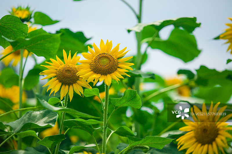 乡村种植花卉公园向日葵太阳花向阳花大片花海花卉乡村田野风光观赏盛开花卉图片素材
