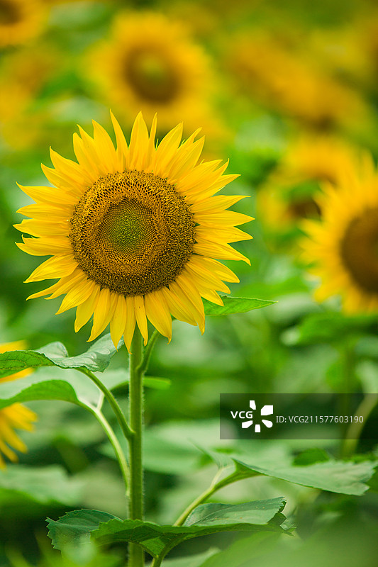 乡村种植花卉公园向日葵太阳花向阳花大片花海花卉乡村田野风光观赏盛开花卉图片素材