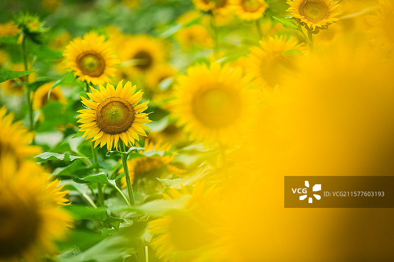 乡村种植花卉公园向日葵太阳花向阳花大片花海花卉乡村田野风光观赏盛开花卉图片素材