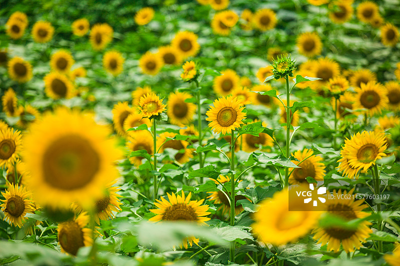乡村种植花卉公园向日葵太阳花向阳花大片花海花卉乡村田野风光观赏盛开花卉图片素材