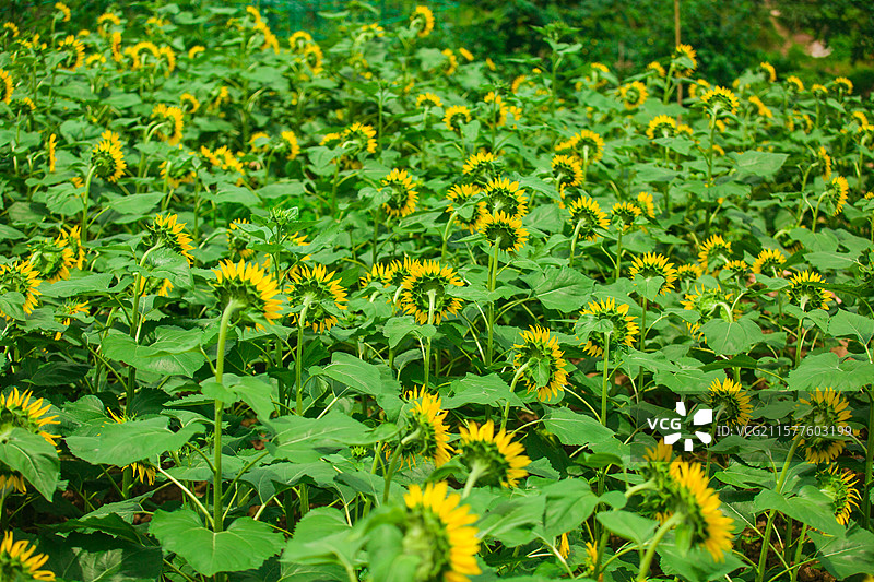 乡村种植花卉公园向日葵太阳花向阳花大片花海花卉乡村田野风光观赏盛开花卉图片素材