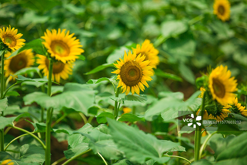 乡村种植花卉公园向日葵太阳花向阳花大片花海花卉乡村田野风光观赏盛开花卉图片素材