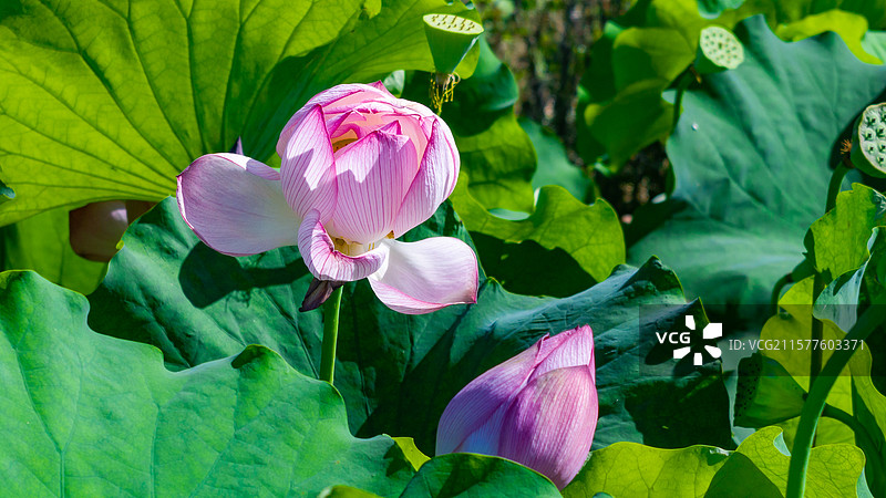 荷花生态种植图片素材
