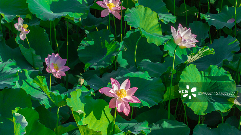 荷花生态种植图片素材