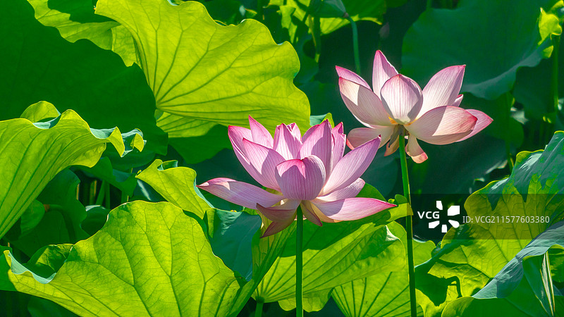 荷花生态种植图片素材