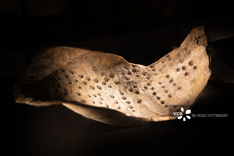 四川省成都金沙遗址博物馆的商代文物卜甲图片素材