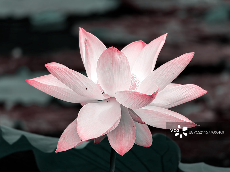 娇艳绽放的粉色荷花图片素材