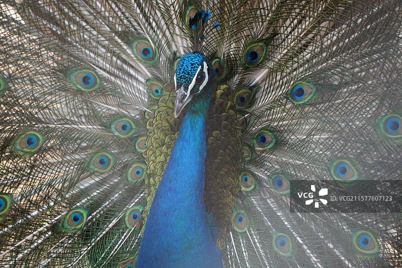 孔雀图片素材