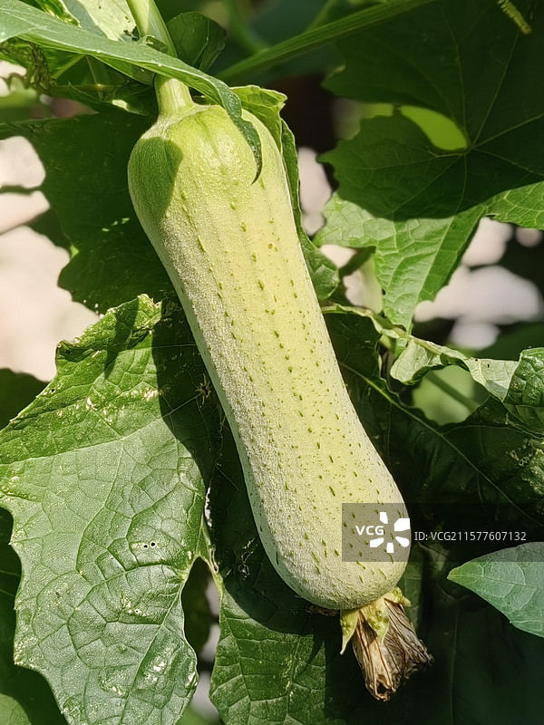 丝瓜:湖南省长沙市长沙县星沙碧桂园庭院里的蔬菜图片素材