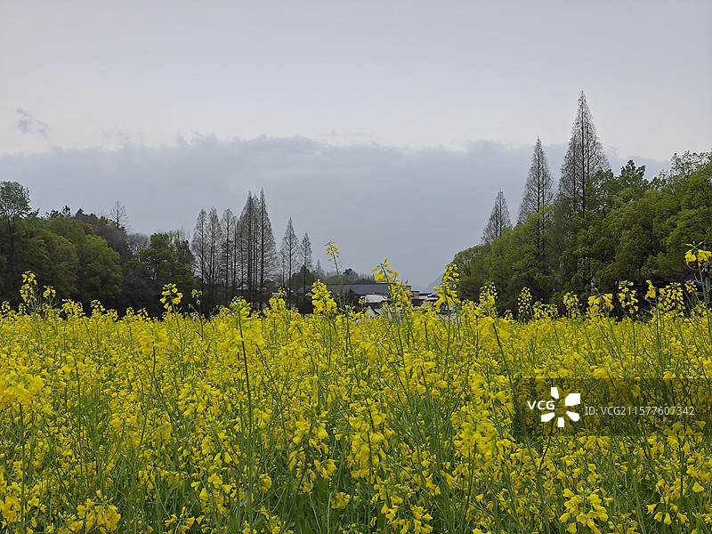 诸葛八卦村油菜花图片素材
