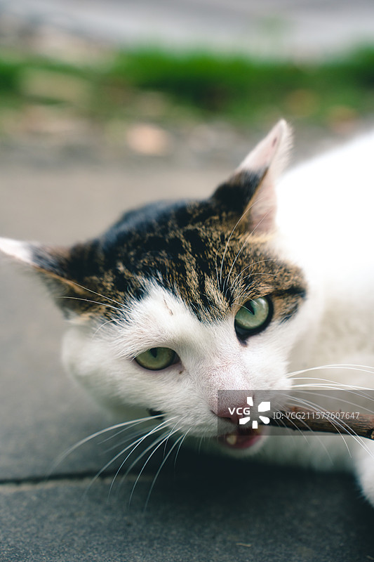 咬树枝的可爱斜刘海猫咪图片素材