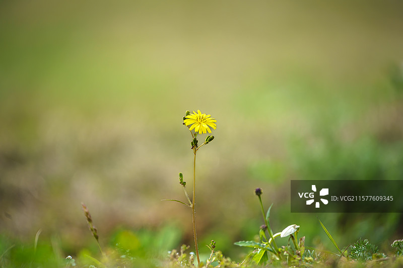 黄色野生中华苦荬菜特写图片素材