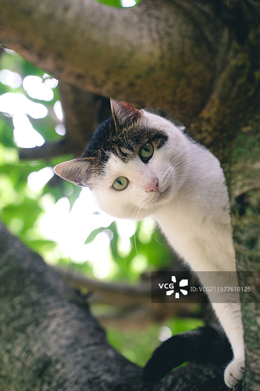 在树上玩闹的可爱斜刘海猫咪图片素材