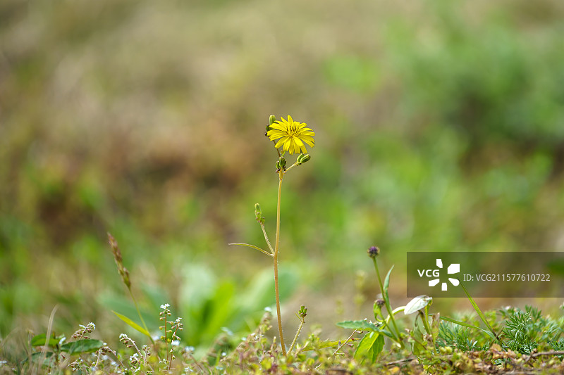 黄色野生中华苦荬菜特写图片素材