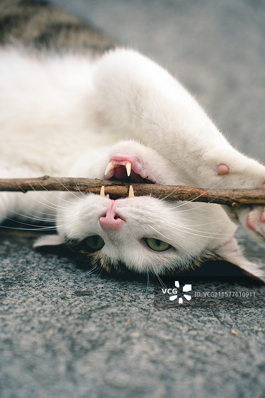 咬树枝的可爱斜刘海猫咪图片素材
