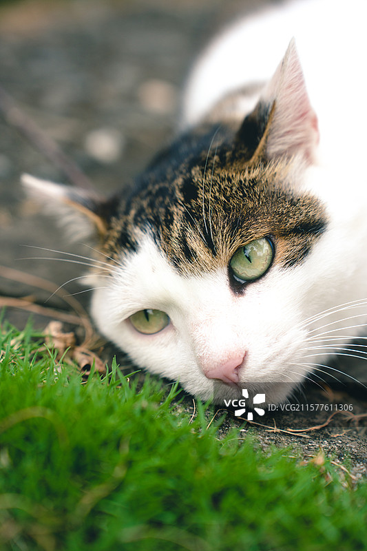 户外草地上的可爱的斜刘海猫咪图片素材