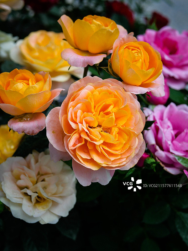 很热闹的五颜六色的花朵图片素材