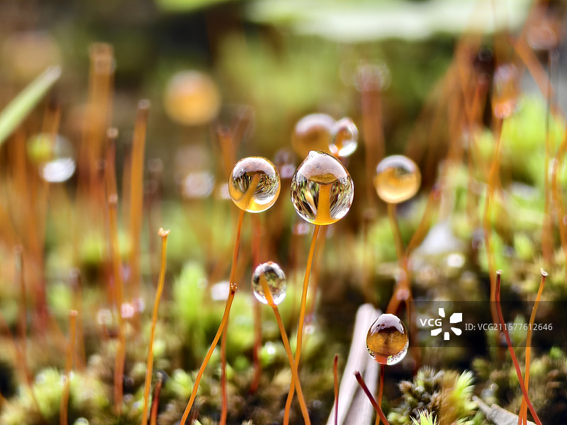 夏季清晨苔藓植物上的水珠图片素材