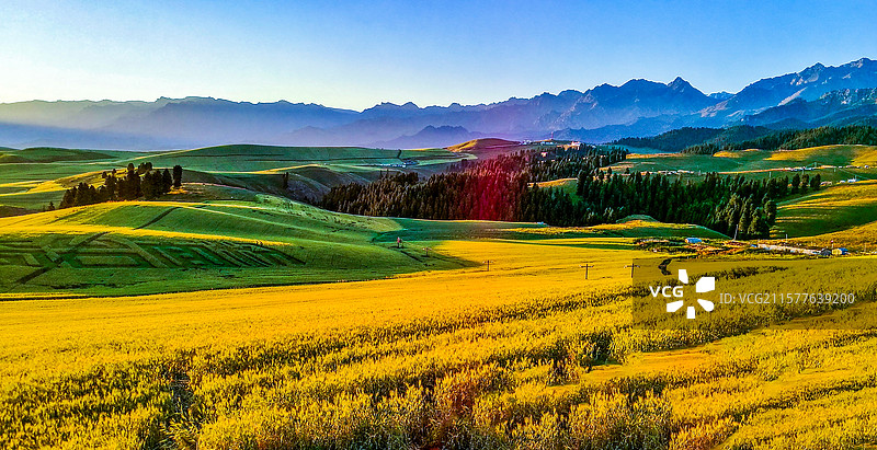 江布拉克万亩麦田对天图图片素材