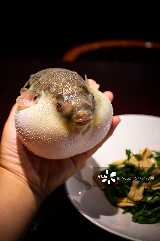 活的河豚鱼图片素材