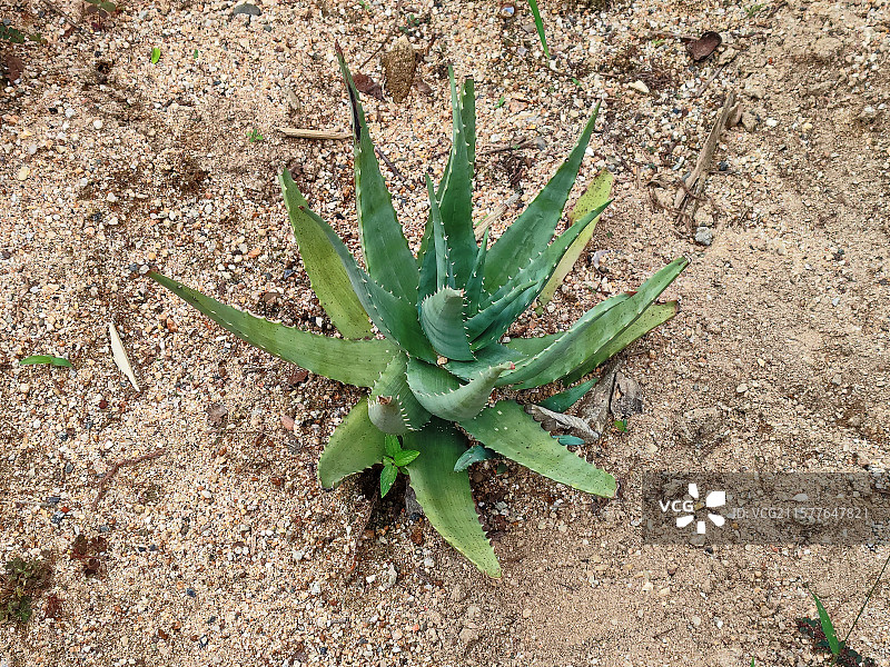 沙地芦荟图片素材