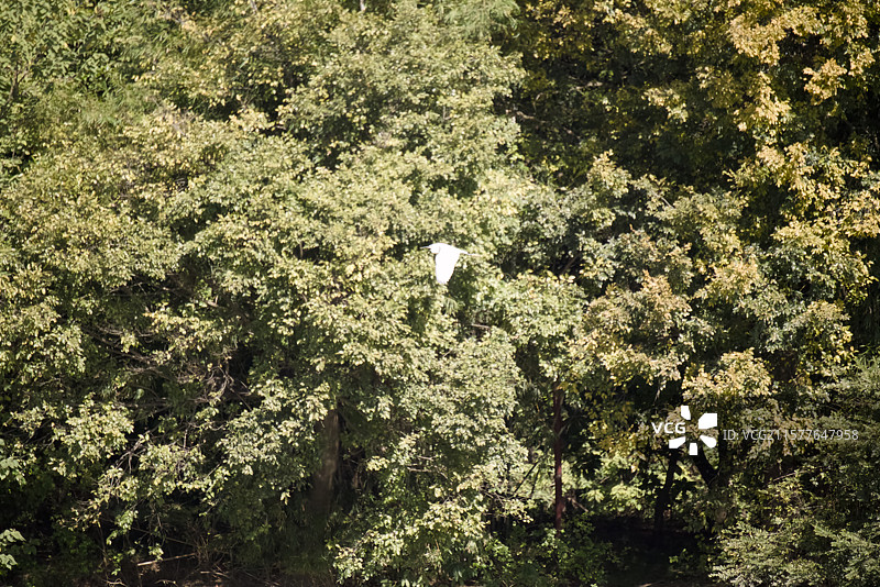 广州海珠区林间飞鸟图片素材