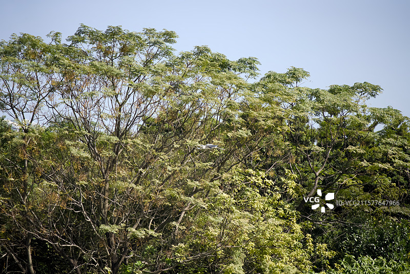 广州海珠区的林间飞鸟图片素材