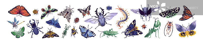 各种不同的甲虫和蝴蝶合集图片素材