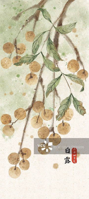 白露龙眼国风插画图片素材