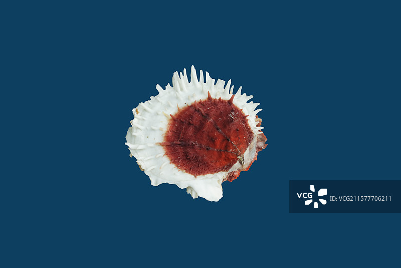 海洋生活，海螺，蛤蚧，变化海菊蛤图片素材