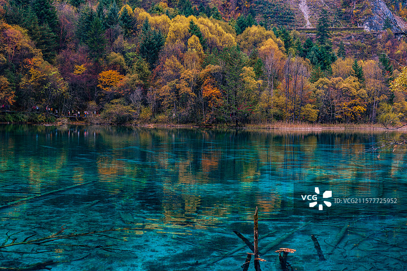 四川省阿坝州九寨沟风景区-金铃海秋日彩林图片素材