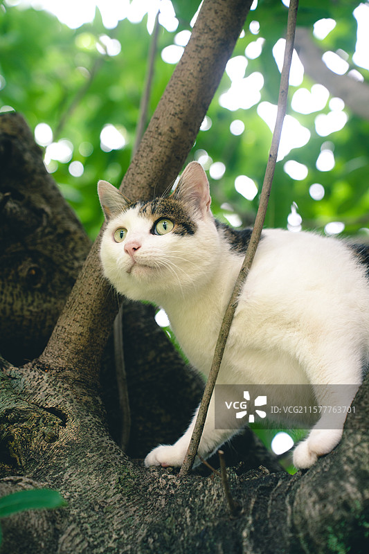 在树上玩闹的可爱斜刘海猫咪图片素材