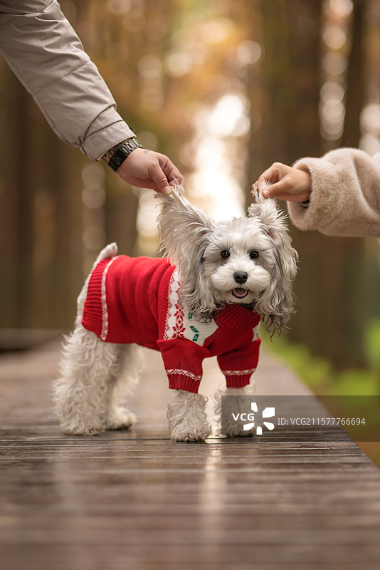 宠物亲子照雪纳瑞犬图片素材