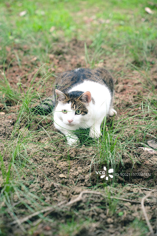 户外草地上的可爱的斜刘海猫咪图片素材