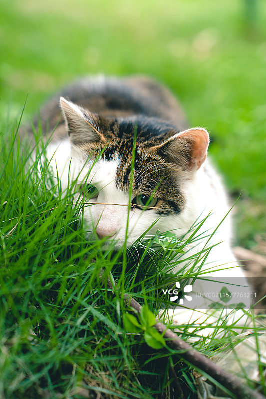 户外草地上的可爱的斜刘海猫咪图片素材