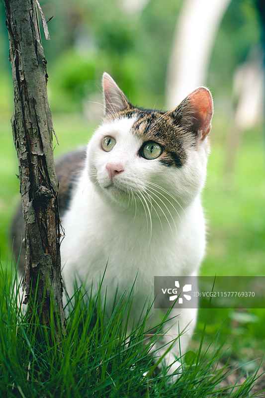 户外草地上的可爱的斜刘海猫咪图片素材