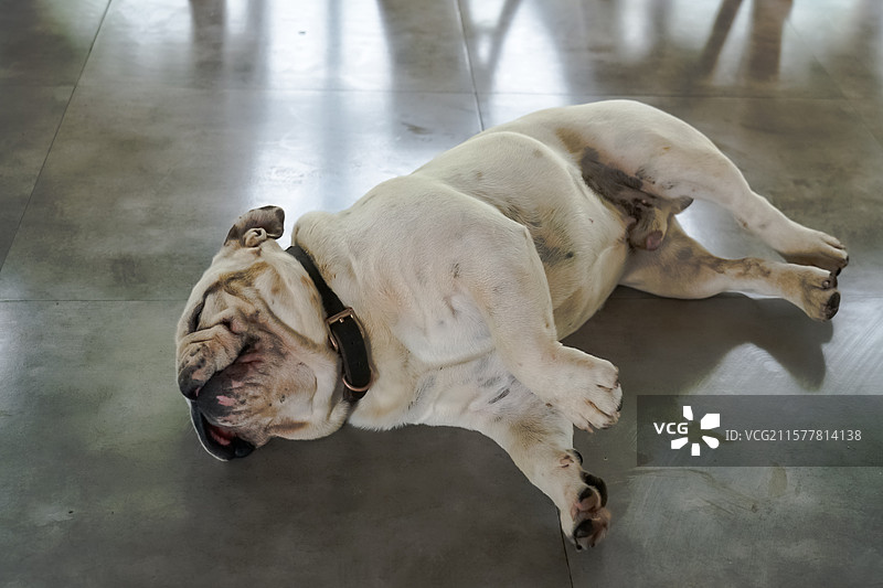 趴在地上休息的斗牛犬图片素材