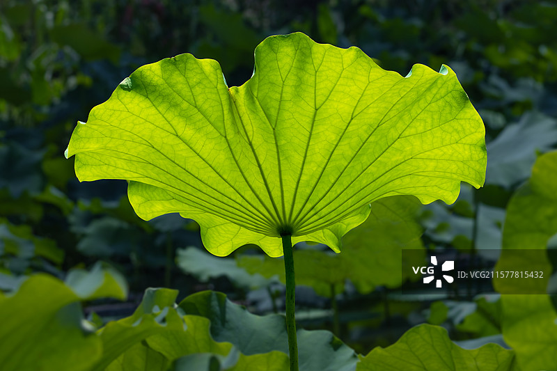 荷花叶子 荷叶 特写图片素材