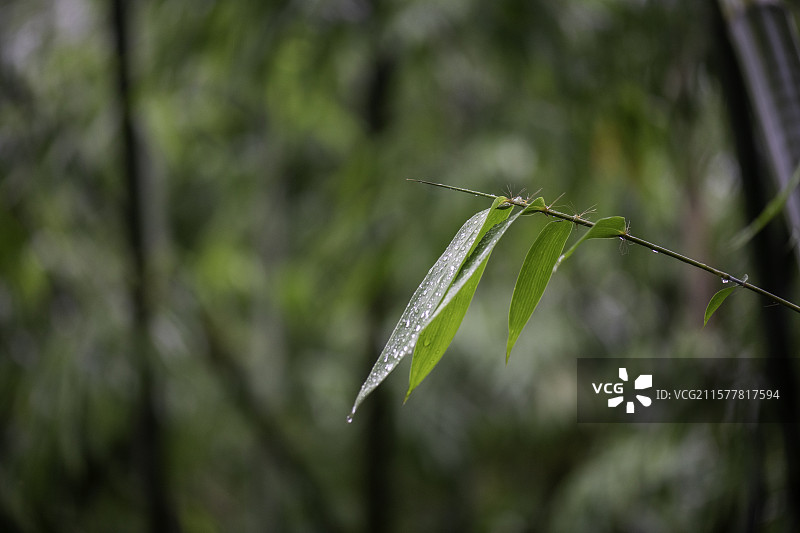雨后竹叶上的水珠图片素材