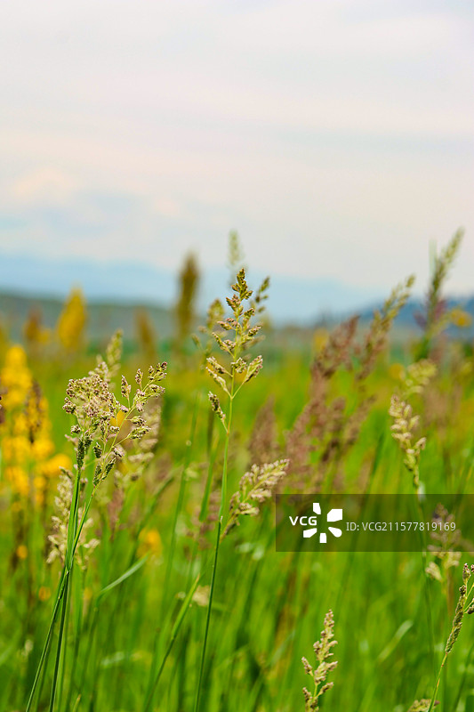 新疆伊犁那拉提空中草原天牧台图片素材