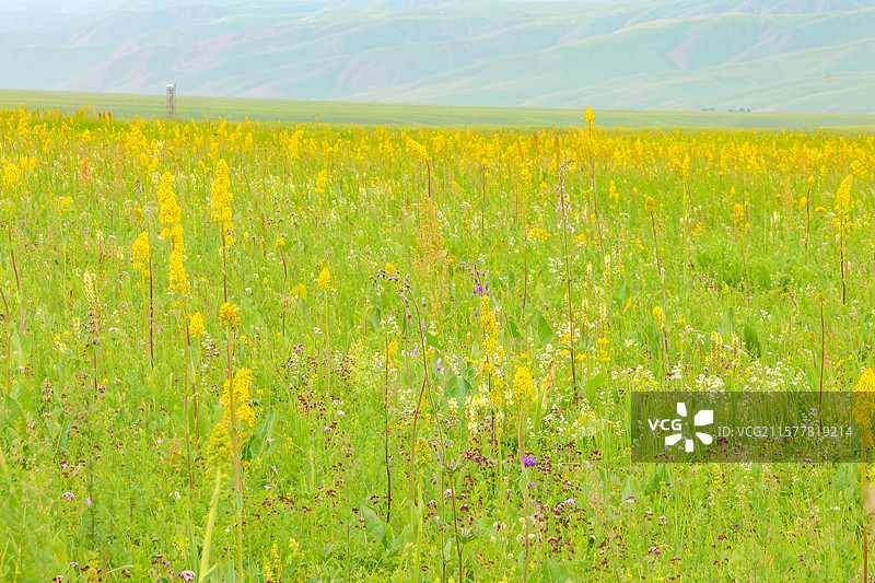 新疆伊犁那拉提空中草原天牧台图片素材