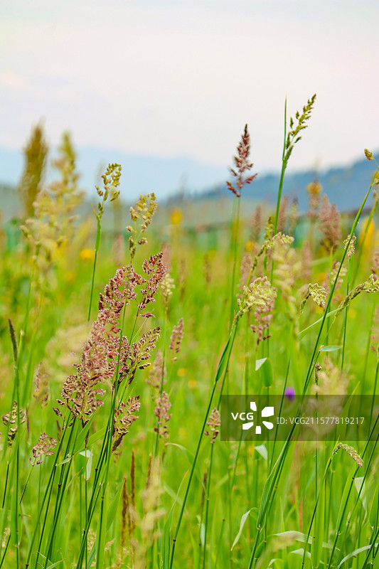 新疆伊犁那拉提空中草原天牧台图片素材
