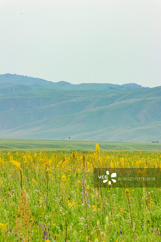 新疆伊犁那拉提空中草原天牧台图片素材