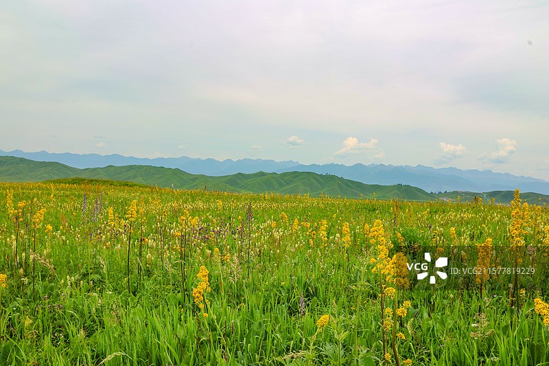 新疆伊犁那拉提空中草原天牧台图片素材