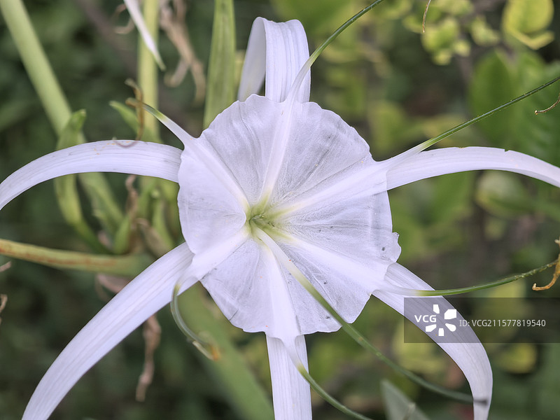 中国贵州贵阳市观山湖公园夏天六月盛开的水鬼蕉花图片素材