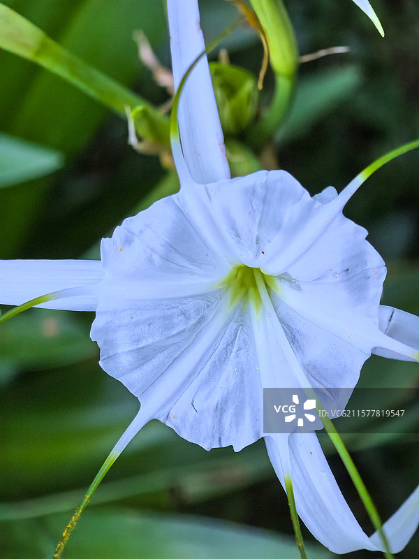 中国贵州贵阳市观山湖公园夏天六月盛开的水鬼蕉花图片素材